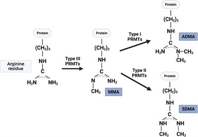 Role of Protein Arginine Methyltransferases and Inflammation in Muscle Pathophysiology